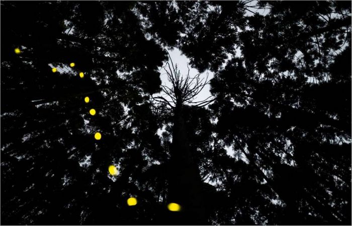 masahiro_hiroike_japan_2. místo_profesionální_soutěže_přírodní_svět_a_divoká_živočichy_2023_sony_world_photography_awards