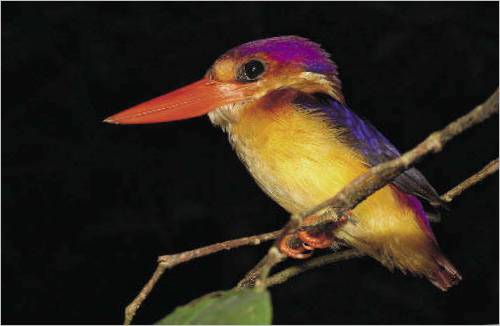 Kingfisher